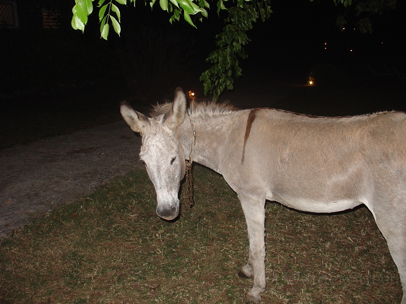 Donkey At The Last Resort Restaurant.jpg